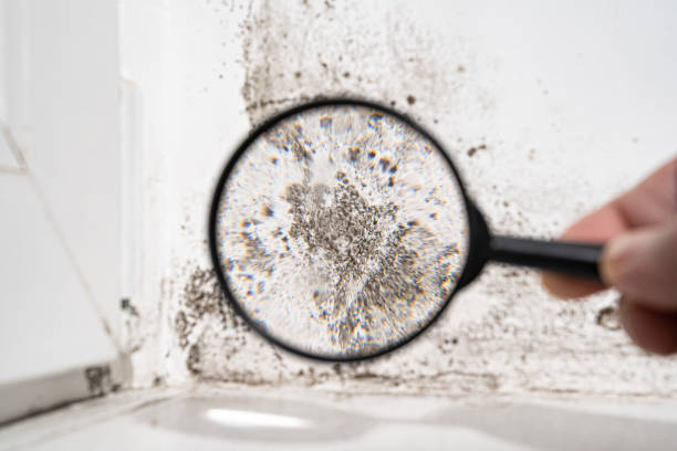 Mold Documentation for Insurance Claims in Port Morris, NJ