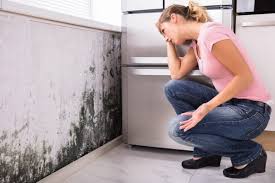 Mold Remediation for Vacation Homes in Port Morris, NJ